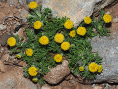 Anthemis rigida