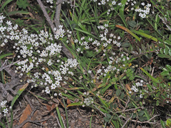 Allium subhirsutum