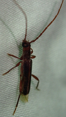 Ossibia fuscata