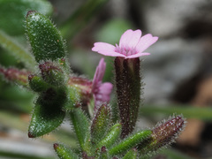 Silene sedoides
