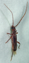 Ossibia fuscata