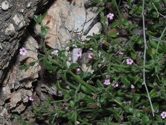 Silene sedoides