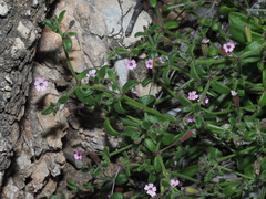 Silene sedoides