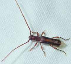 Ossibia fuscata