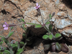 Silene sedoides