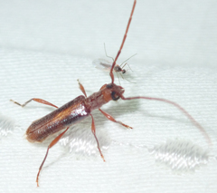 Ossibia fuscata