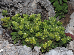 Sedum litoreum