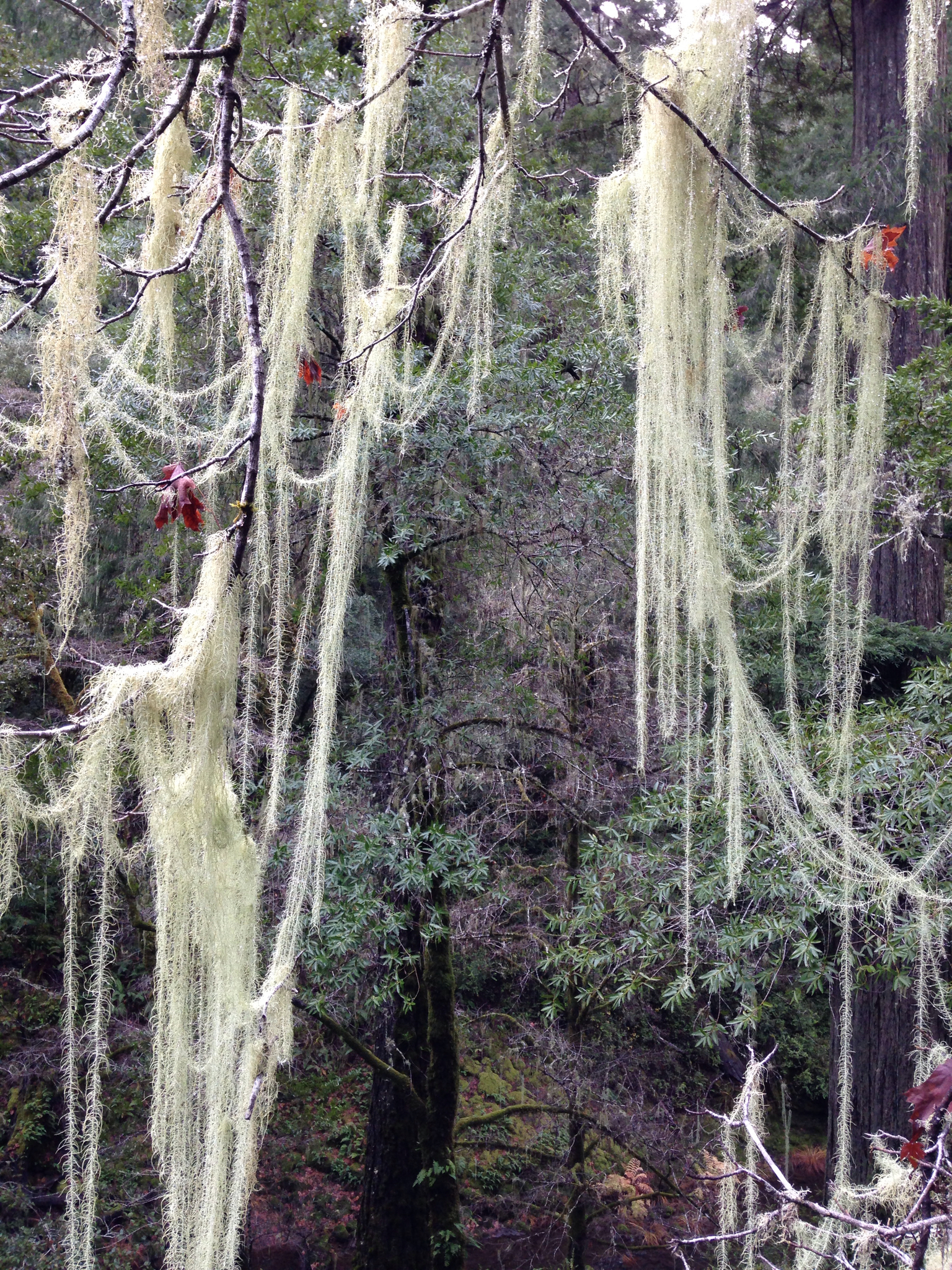 Dolichousnea longissima image