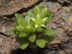 Sedum litoreum