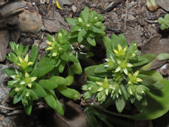 Sedum litoreum