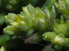 Sedum litoreum