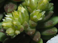 Sedum litoreum