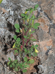 Ononis ornithopodioides