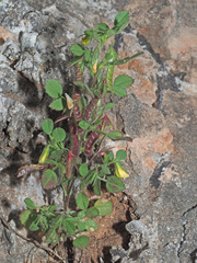 Ononis ornithopodioides