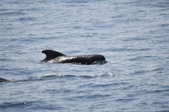 Globicephala