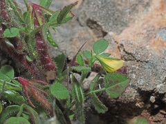 Ononis ornithopodioides
