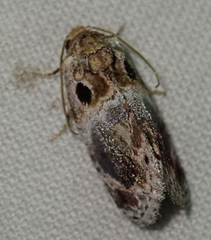 Protarache melaphora