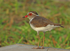 Three-Banded Plover photo 1