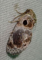 Protarache melaphora