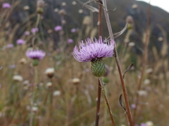 Cirsium hupehense