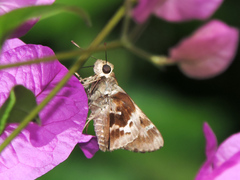 Thespieus macareus