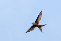 African Palm Swift photo 2