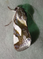 Acontia trimaculata