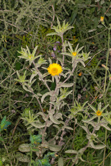 Pallenis spinosa
