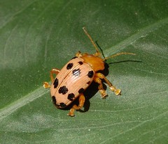 Podontia quatuordecimpunctata