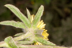 Pallenis spinosa