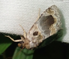 Protarache melaphora