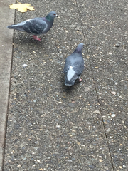 Columba livia domestica