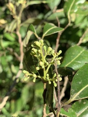 Cryptocarya transvaalensis