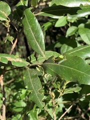 Cryptocarya transvaalensis