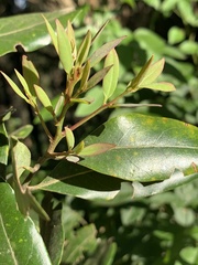 Cryptocarya transvaalensis