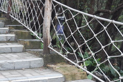 Ficedula westermanni