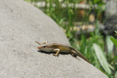 Eutropis multifasciata