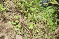 Eutropis multifasciata