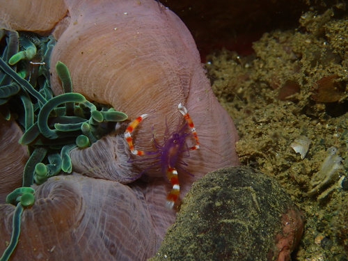 Stenopus tenuirostris observed 2025-10-11