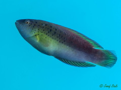 Black-Spotted Parrotfish photo 5