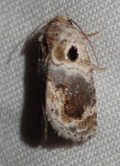Protarache melaphora