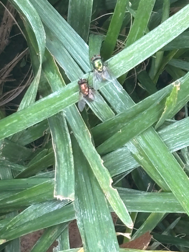 Unknown species found near Nashville, TN, US