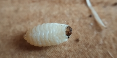 Terellia tussilaginis