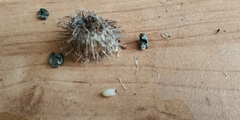 Terellia tussilaginis