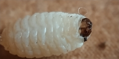 Terellia tussilaginis