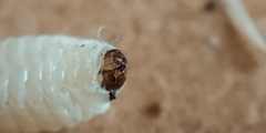 Terellia tussilaginis