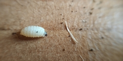 Terellia tussilaginis