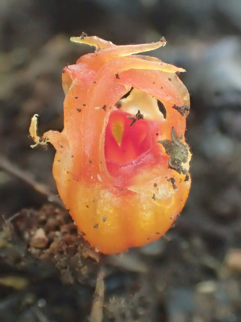 Fairy Lantern (Thismia rodwayi)  iNaturalist