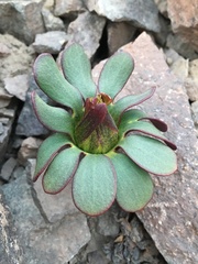 Knowltonia chilensis