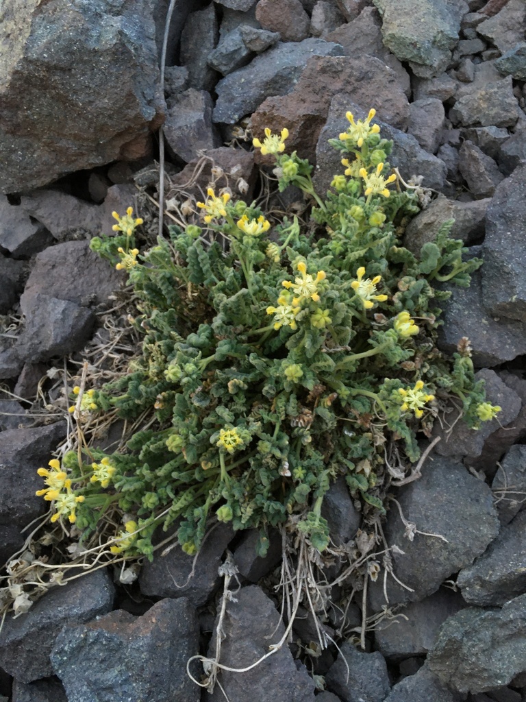 Loasa caespitosa